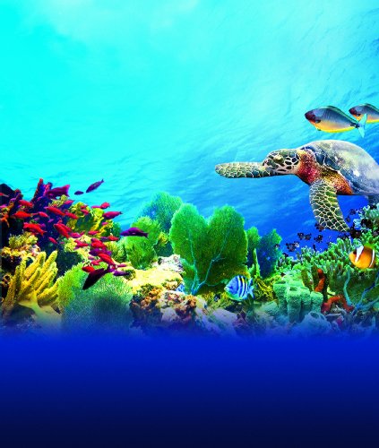Fascination Coral Reef 3D [Blu-ray 3D + Blu-ray] (Bilingual)